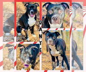 American Pit Bull Terrier-Unknown Mix Dogs for adoption in Social Circle, GA, USA