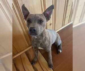Chihuahua-Unknown Mix Dogs for adoption in Fallbrook, CA, USA