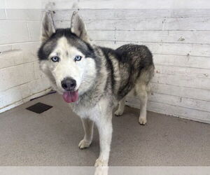 Siberian Husky Dogs for adoption in San Bernardino, CA, USA