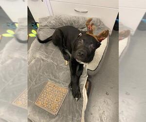 Great Dane-Labrador Retriever Mix Dogs for adoption in San Francisco, CA, USA