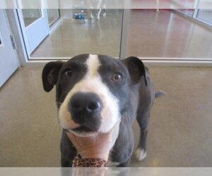 American Pit Bull Terrier Dogs for adoption in Pampa, TX, USA