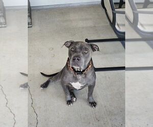 Mutt Dogs for adoption in Abbeville, LA, USA