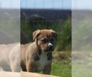 Mutt Dogs for adoption in Bellingham, WA, USA