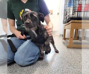 Mutt Dogs for adoption in Westminster, MD, USA
