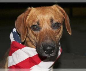 Mutt Dogs for adoption in Oxford, MS, USA