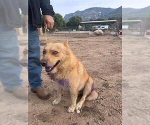 Siberian Husky-Unknown Mix Dogs for adoption in Camarillo, CA, USA