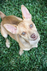 Chihuahua Dogs for adoption in Sandy, UT, USA