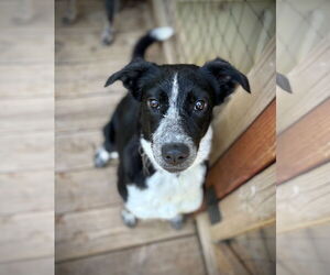 Border Collie-Unknown Mix Dogs for adoption in Milpitas, CA, USA