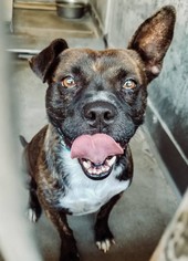 Faux Frenchbo Bulldog Dogs for adoption in Seattle, WA, USA
