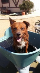 Australian Shepherd-German Shepherd Dog Mix Dogs for adoption in Los Angeles, CA, USA