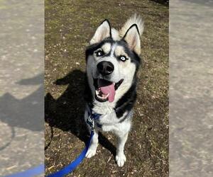 Siberian Husky Dogs for adoption in Boston, MA, USA