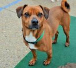 Puggle Dogs for adoption in Waynesboro, PA, USA