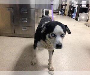 Siberian Husky Dogs for adoption in Riverside, CA, USA