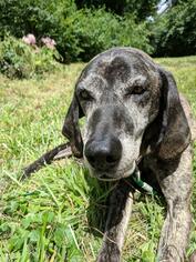 Plott Hound Dogs for adoption in Cincinnati, OH, USA