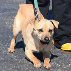 Medium Photo #1 Italian Greyhuahua Puppy For Sale in Huntley, IL, USA