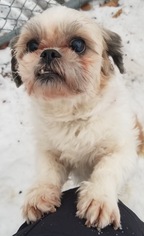 Shih Tzu Dogs for adoption in Hull, MA, USA