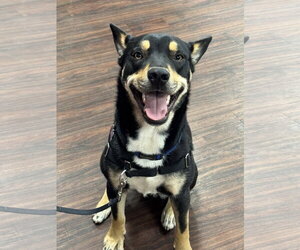 Australian Kelpie Dogs for adoption in Fort Worth, TX, USA