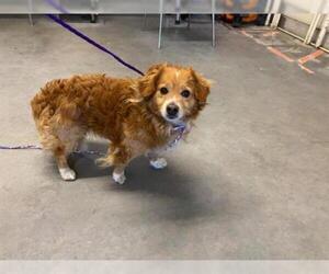 Chi-Corgi Dogs for adoption in Camarillo, CA, USA