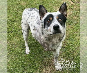 Mutt Dogs for adoption in Irvine, CA, USA
