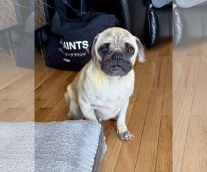 Pug Dogs for adoption in Dumont, NJ, USA