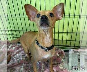 Chihuahua-Unknown Mix Dogs for adoption in Washington, DC, USA