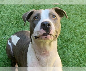 Mutt Dogs for adoption in Moreno Valley, CA, USA