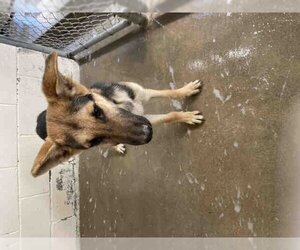 German Shepherd Dog Dogs for adoption in Hanford, CA, USA