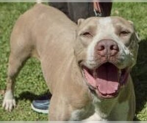 American Pit Bull Terrier-Unknown Mix Dogs for adoption in Humble, TX, USA