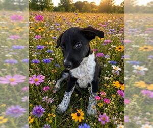 Texas Heeler Dogs for adoption in Globe, AZ, USA