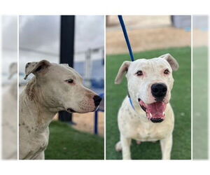 American Pit Bull Terrier Dogs for adoption in HESPERIA, CA, USA