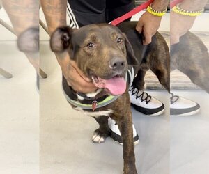 Labrador Retriever-Plott Hound Mix Dogs for adoption in Atlanta, GA, USA
