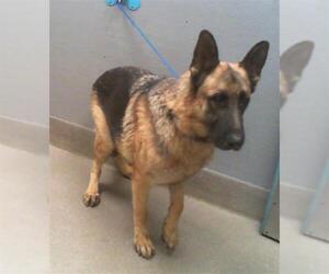German Shepherd Dog-Unknown Mix Dogs for adoption in Las Vegas, NV, USA
