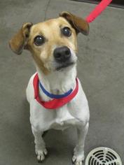 Parson Russell Terrier Dogs for adoption in Colfax, IL, USA
