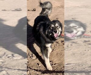 Alusky Dogs for adoption in Cedar Crest, NM, USA