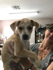 Golden Retriever Dogs for adoption in Freeport, FL, USA
