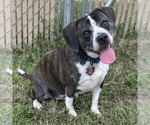 Boglen Terrier Dogs for adoption in Batavia, OH, USA