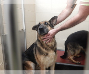 German Shepherd Dog Dogs for adoption in Pikeville, KY, USA