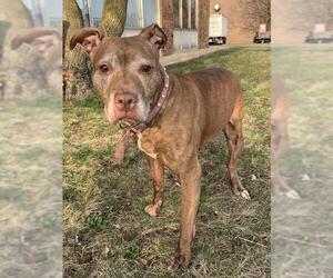 American Pit Bull Terrier Dogs for adoption in Techny, IL, USA
