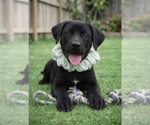 Labrador Retriever-Unknown Mix Dogs for adoption in Grovertown, IN, USA