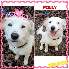 Gollie Dogs for adoption in pomfret, CT, USA