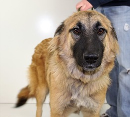 Golden Shepherd Dogs for adoption in Minneapolis, MN, USA