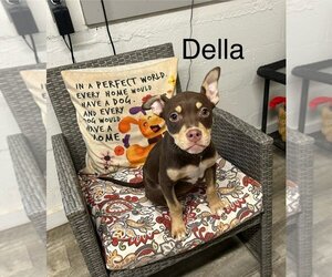 Mutt Dogs for adoption in Ellijay, GA, USA