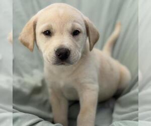 Labrador Retriever-Unknown Mix Dogs for adoption in San Diego, CA, USA
