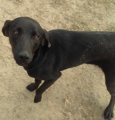Labrador Retriever-Unknown Mix Dogs for adoption in West Columbia, SC, USA