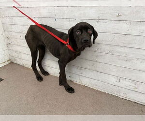 Boxer Dogs for adoption in San Bernardino, CA, USA