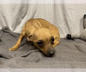 Chihuahua Dogs for adoption in Modesto, CA, USA