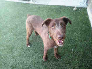 German Wirehaired Pointer Dogs for adoption in Salt Lake City, UT, USA