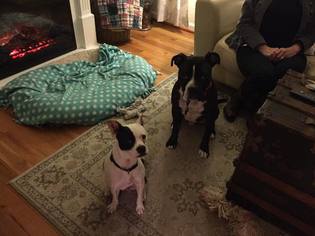 Boston Huahua Dogs for adoption in Cincinnati, OH, USA