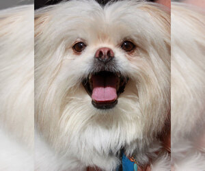 Griffonese Dogs for adoption in Anaheim, CA, USA
