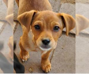 Shiranian Dogs for adoption in Von Ormy, TX, USA